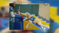 Service dog Millie retires after 10 years at Peyton Manning Children’s Hospital