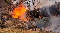 No study on climate change-forest fire link in Himalayas: Parl panel flags gap