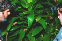 Nocturnal ‘coffee frog’ discovered in Costa Rica plantation