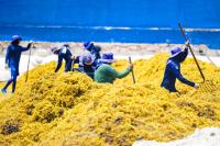 Mexican authorities wage war on sargassum weeds