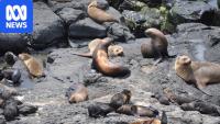 Seal numbers on Victorian island plummet as pollution affects pups