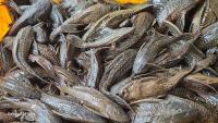 Invasive fish species spawns India’s first fishermen-driven removal system