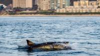 Drone spots around half a dozen great white sharks feeding near shore at Maine beach