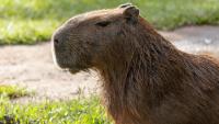 Michigan man built Daisy the capybara her own room, pool, and a viral following