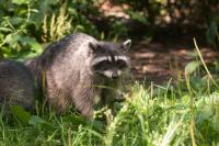 New Jersey man warns others after seemingly rabid raccoon bites him, chases neighbors