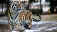 Where Uga ranks among the SEC's live mascots