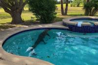Texas trapper pulls 10-foot alligator from pool, says the animal 'had been to war'