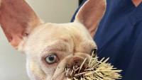 Texas pup slips out after flooding, comes home with 521 porcupine quills