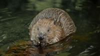 State Park shuts down popular area after second attack on visitors by rabid beavers