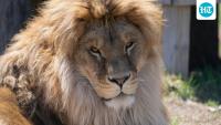 Taras the lion rescued from Ukraine war battles rare fungal disease in US; internet says ‘fantastic story’