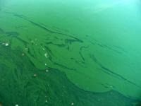 Webster Lake Lowered to Blue-Green Algae Watch, Watch Lifted at Kanopolis Kid’s Fishing Pond