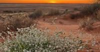 Why this remote Australian desert is set for its most spectacular season yet
