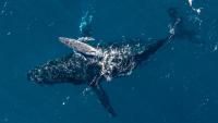 Super Rare Humpback Whale Birth Filmed by Drone For The First Time Off The Coast of Australia