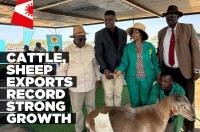 Live cattle and sheep exports record strong growth in first half of 2026