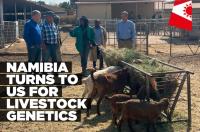 Namibia, US explore livestock breeding partnership amid disease pressures