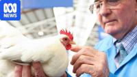 Melbourne Royal Show could cancel poultry exhibition amid bird flu fears