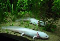 OIJ Seizes Axolotls in Costa Rica Exotic Wildlife Investigation