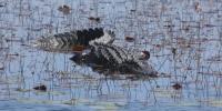 Alligator attack near Ocala Boat Basin sends woman to hospital