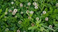 The real reason clover is taking over your lawn