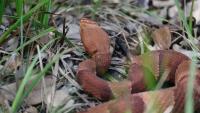 Kentucky woman says suspected copperhead bite on walk to store led to 14 vials of antivenom