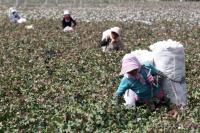 Beijing Sanctions 2 US Labs That Can Prove Where Cotton Grew