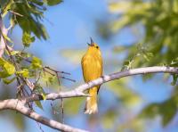Birds around the world build their songs from the same eight sounds