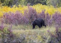 Places Where Hikers Are Most Likely to Spot Grizzly Bears