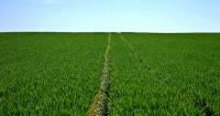 Geswein Farm & Land to auction 1,478 acres in Illinois and Indiana near Beecher, Manteno, Grant Park