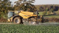 Why grassweed control is vital in oilseed rape crops