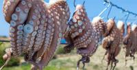 Yucatán Nears International Sustainability Certification for Maya Octopus Fisheries