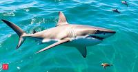 In 1975 Hollywood blockbuster movie Jaws sharks sent chills down audience spine, now U.S. scientists bet big on giant sea-ocean animal for accurate hurricane predictions
