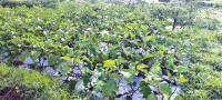 Students learn and earn through school farming