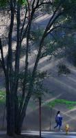 Photo | Dappled light peaks through UC Santa Cruz forest