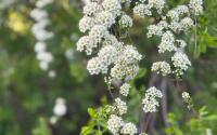 Kazakhstan studies genetic fund of wild plants