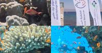 Jordan’s stunning Aqaba Marine Reserve wins UNESCO World Heritage status