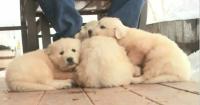 Ex-clerk accused of buying puppies with public funds
