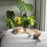 International Cat Day brings winners of the Purrfect Choice Awards