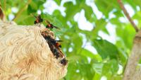 Georgia urges coastal residents to report yellow-legged hornet nests before one becomes many