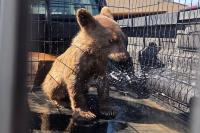 Colorado deputies respond to call about dog outside, find dehydrated baby bear instead