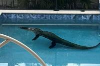 Florida homeowner finds 9-foot-4 alligator in backyard pool
