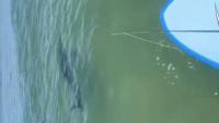Nearly a dozen sharks spotted off Maine beach prompts public safety warnings