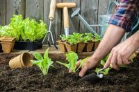 North Carolina gardener says August is prime time for fall crops