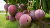 Gardening: It’s time for summer tropical fruit