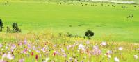 Dhorpatan’s natural beauty draws tourists