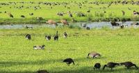 Book review: The legacy of Creamer’s Field explored in ‘A Place for the Birds’