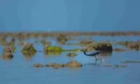 Govt clears bauxite mining project 1.6 km from India’s first marine sanctuary
