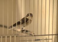 Pulsed radiofrequency magnetic fields may disorient migratory birds, experiments suggest