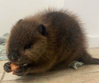 Interior Wildlife Rehabilitation Society loses Summerland facility to Bald Range wildfire (Summerland)