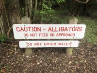 Texas opens criminal probe after family finds nearly 12-foot alligator shot in the head