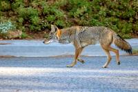 California neighbors alarmed as coyotes take over abandoned building dubbed the 'coyote condo'